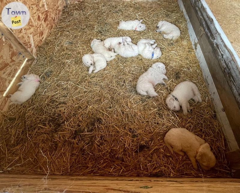 Purebred Maremma puppies  - 3 - 1076361-1724366393_1