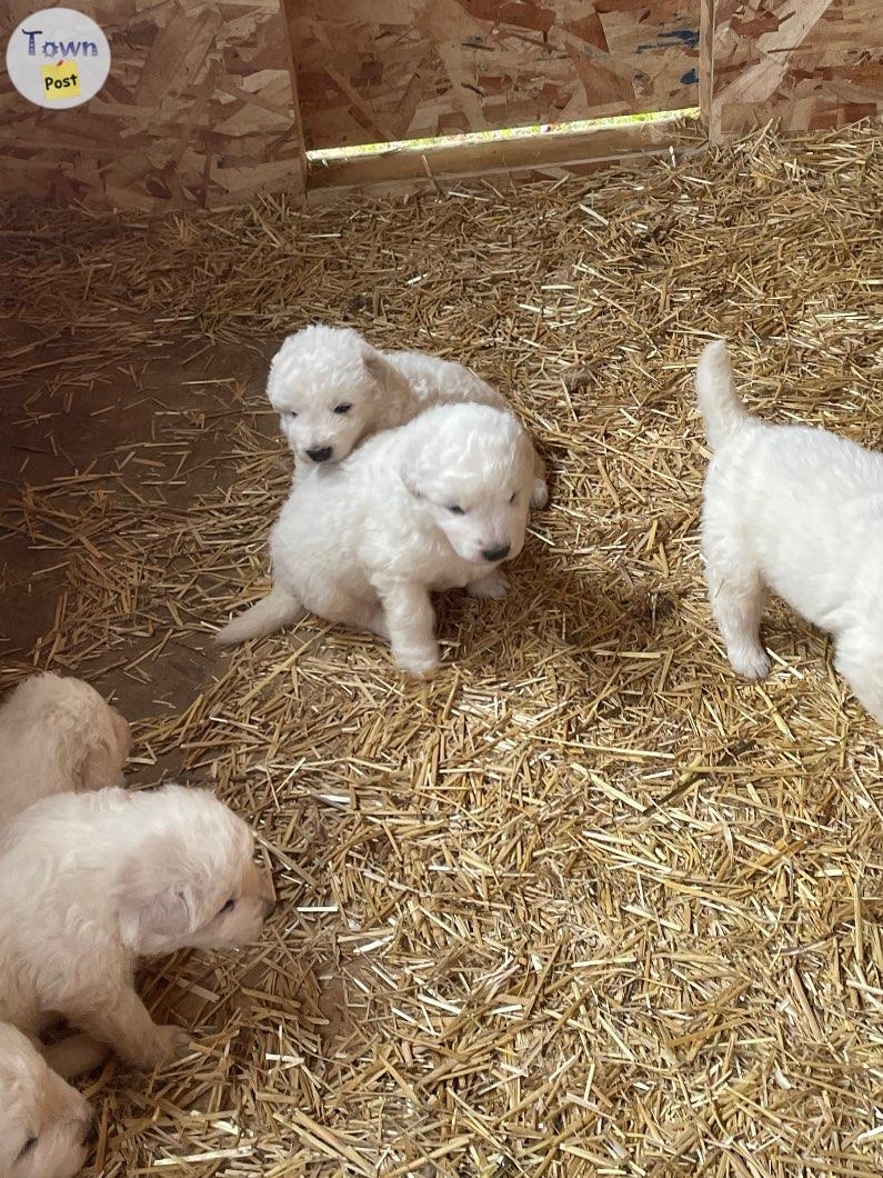 Purebred Maremma puppies  - 5 - 1076361-1724366393_2