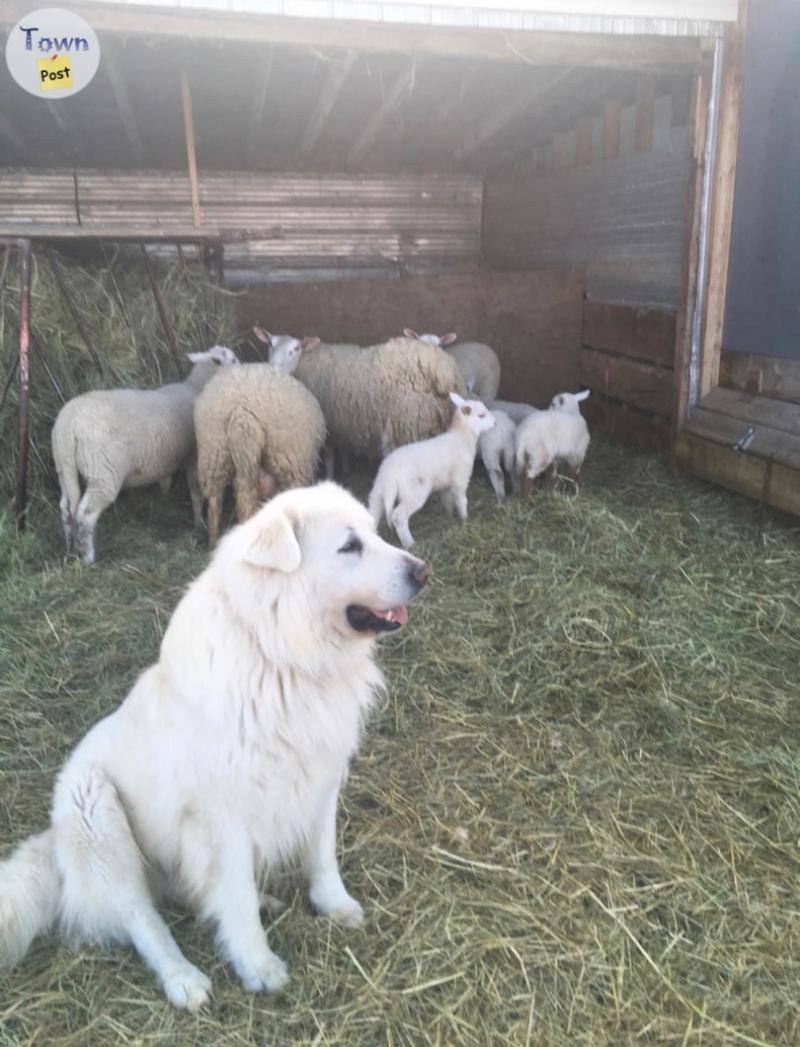 Purebred Maremma puppies  - 6 - 1076361-1724366393_3