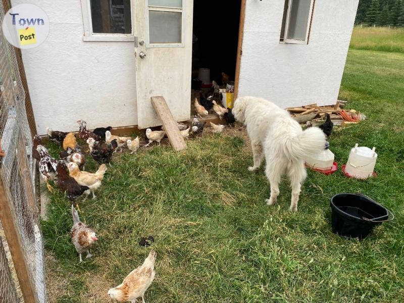 Purebred Maremma puppies  - 7 - 1076361-1724366393_4