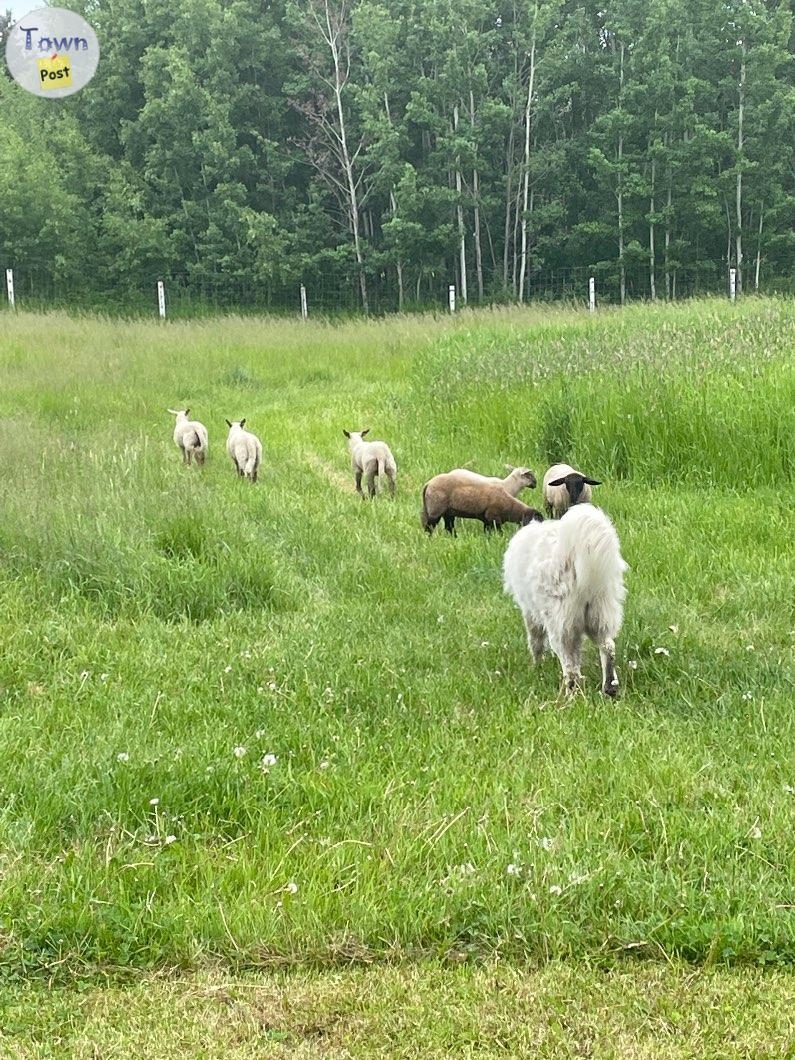 Purebred Maremma puppies  - 8 - 1076361-1724366393_5