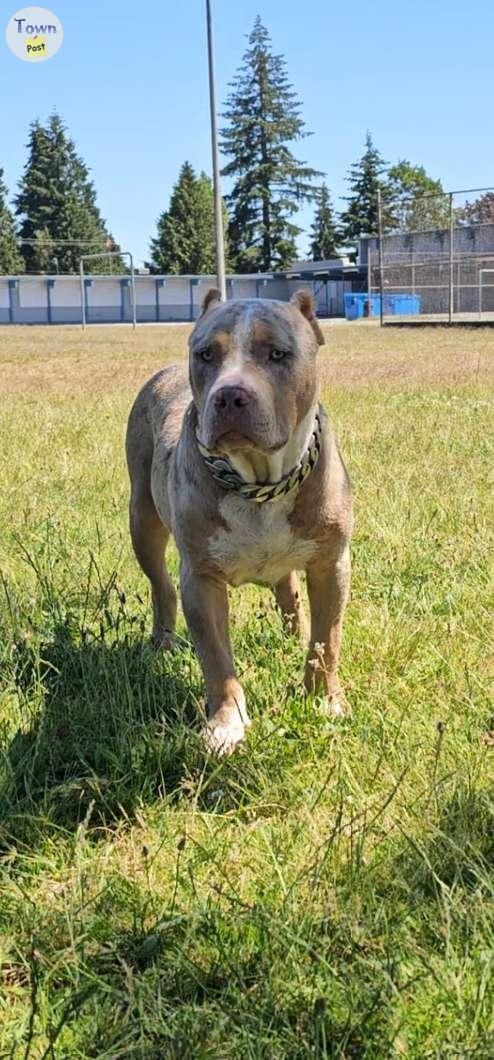 Male american bully pup available  - 3 - 1076770-1724476646