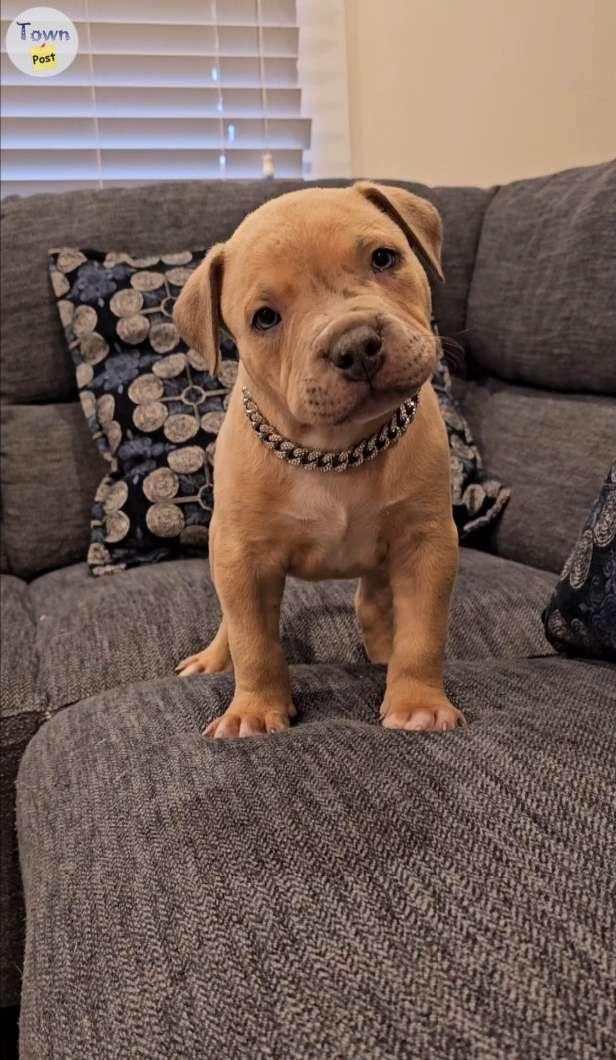 Male american bully pup - 1 - 1076786-1724476479