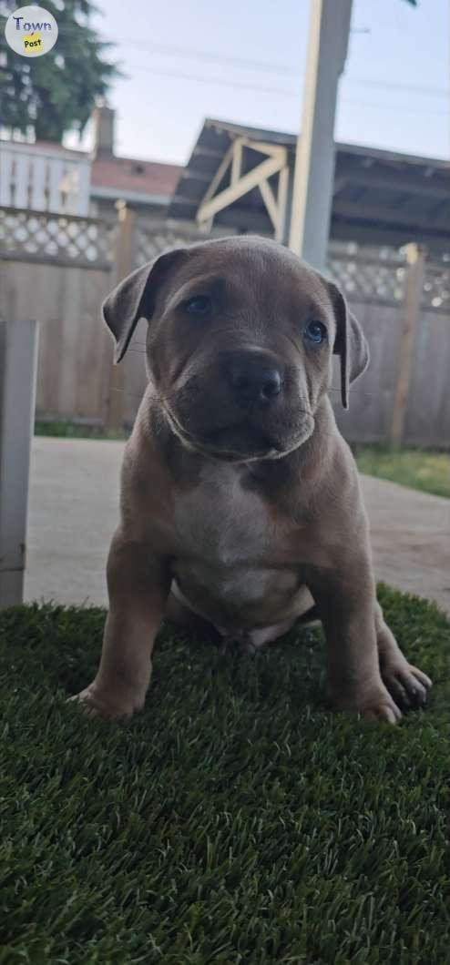 Male american bully pup - 3 - 1076786-1724476479_1