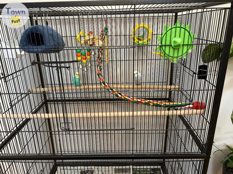 Parakeets with cage - 1 - 1077070-1724555344