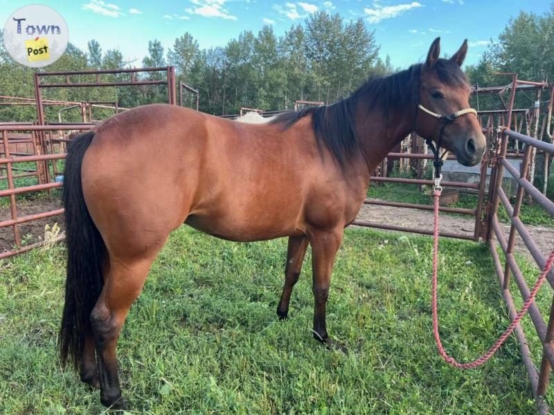 2022 Appaloosa Filly  - 1 - 1077164-1724603690_1