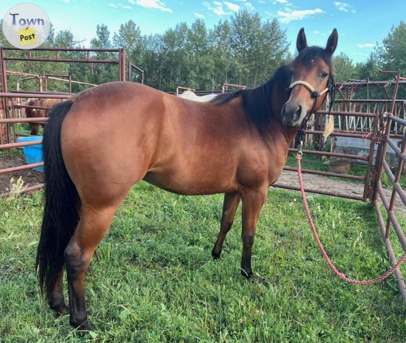 2022 Appaloosa Filly  - 2 - 1077164-1724603690_2