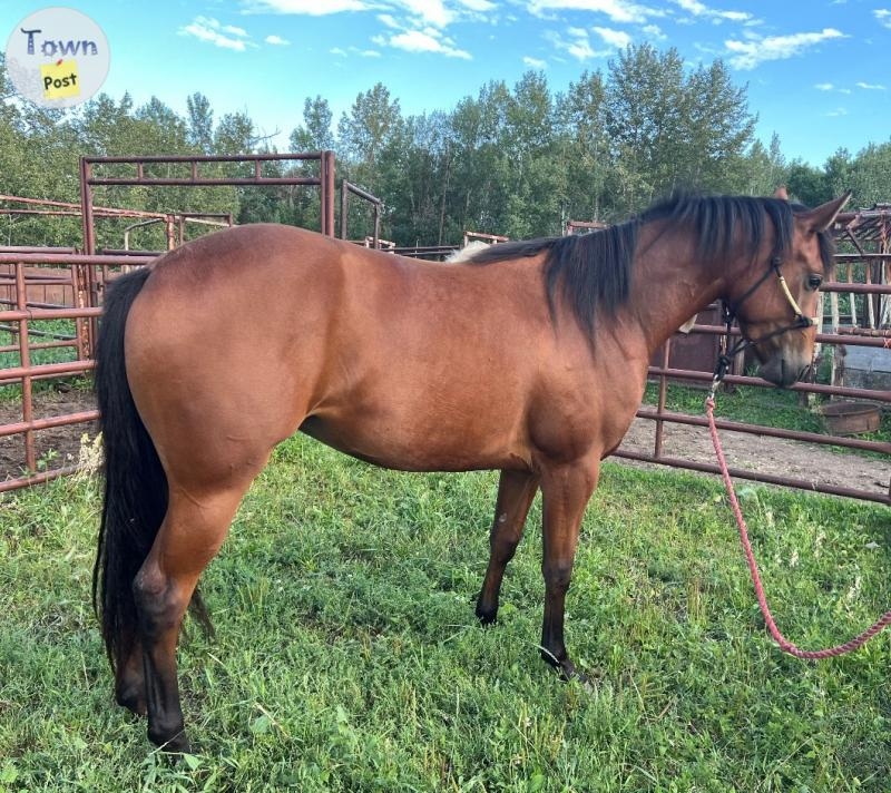 2022 Appaloosa Filly  - 3 - 1077164-1724990399