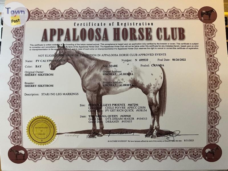 2022 Appaloosa Filly  - 4 - 1077164-1724990399_0