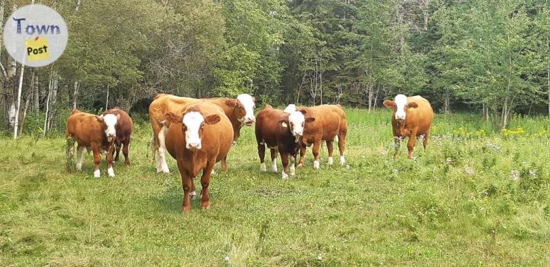 Looking for Pasture to Rent - 4 - 1078145-1724864912_2