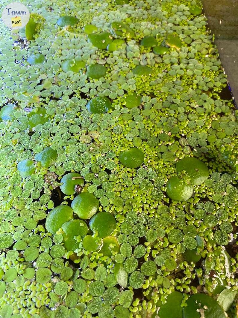 Floating Aquarium or Pond Plants - Frogbit Salvinia and Duckweed - 1 - 1078152-1724866743