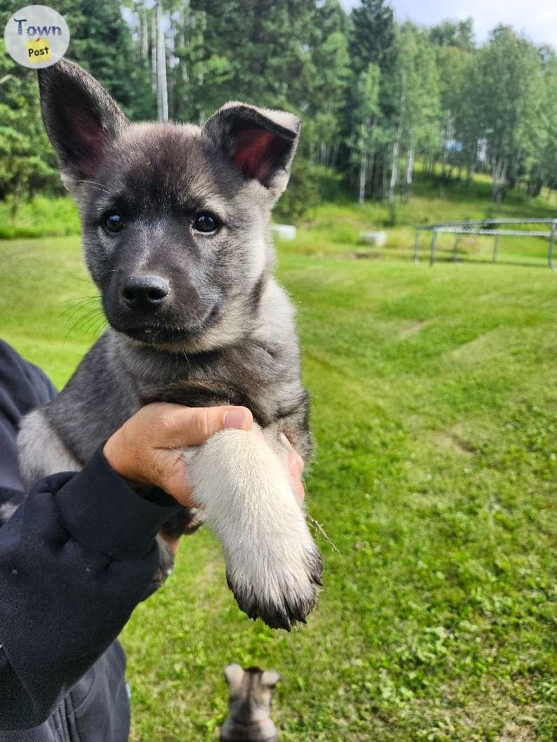 Norwegian elkhound puppies  - 1 - 1078198-1724872272