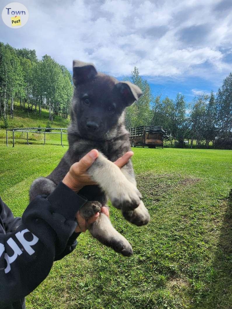 Norwegian elkhound puppies  - 2 - 1078198-1724872272_0