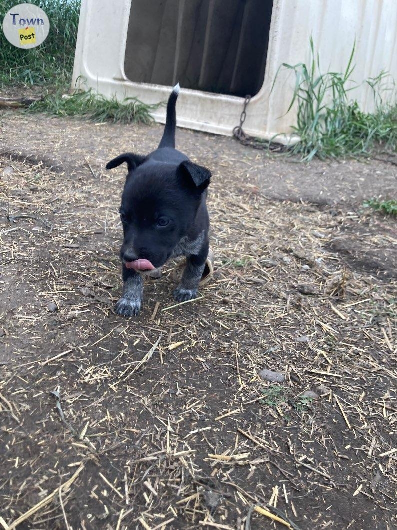 Blue heeler/ kelpie puppies - 3 - 1075264-1727099086