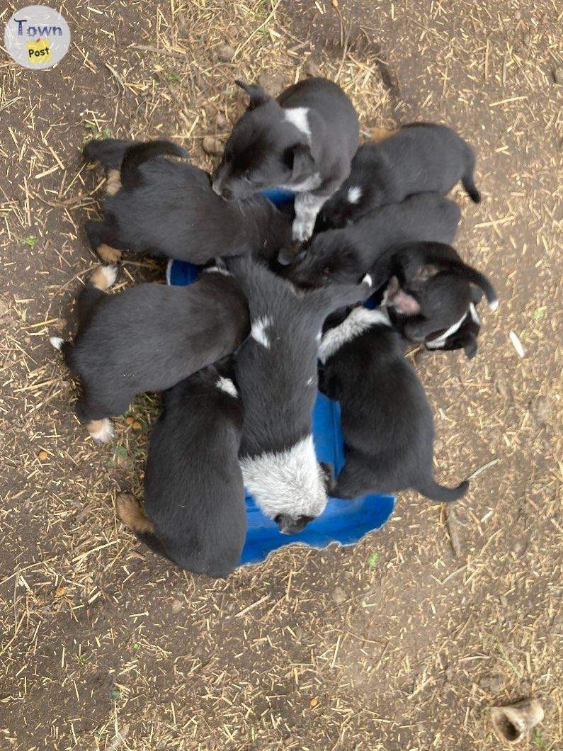 Blue heeler/ kelpie puppies - 4 - 1075264-1727099086_0