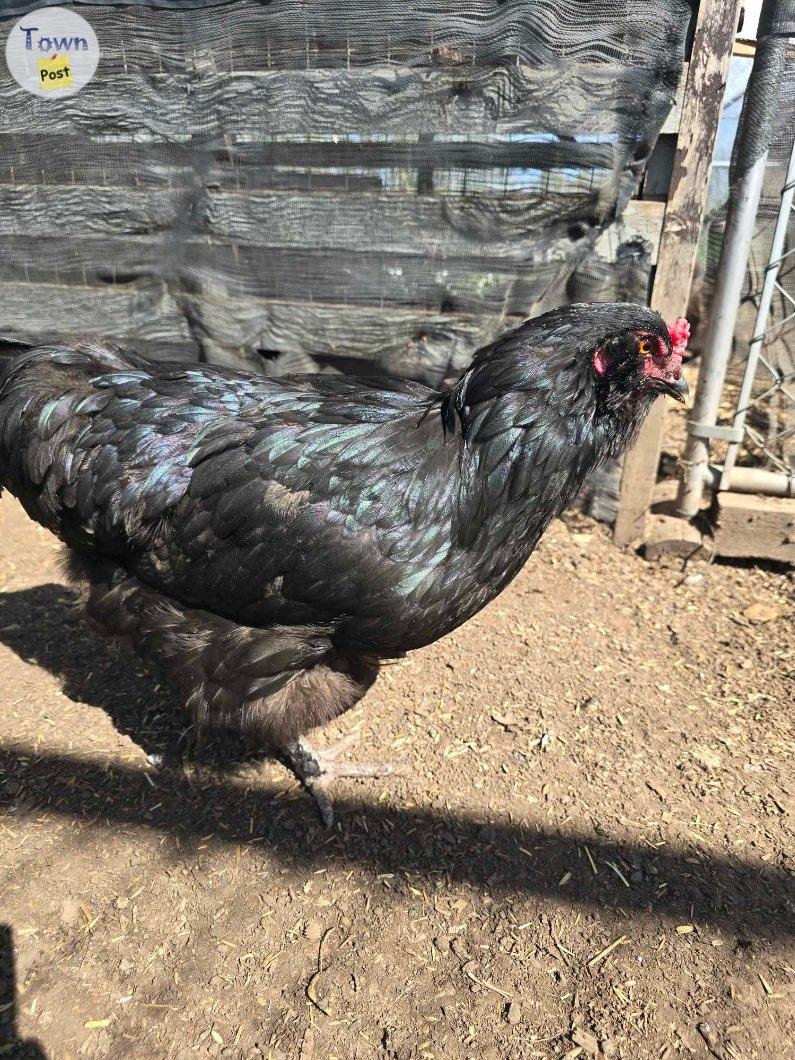 Laying Hens - 1 - 1079326-1725208848