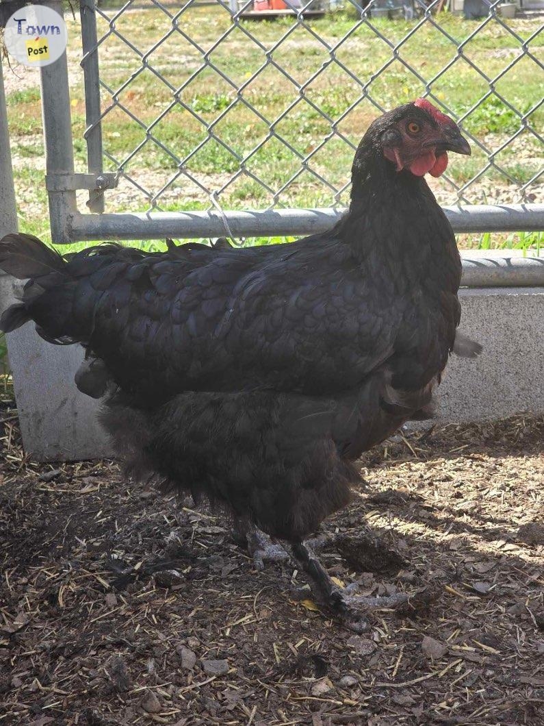 Laying Hens - 3 - 1079326-1725208848_1