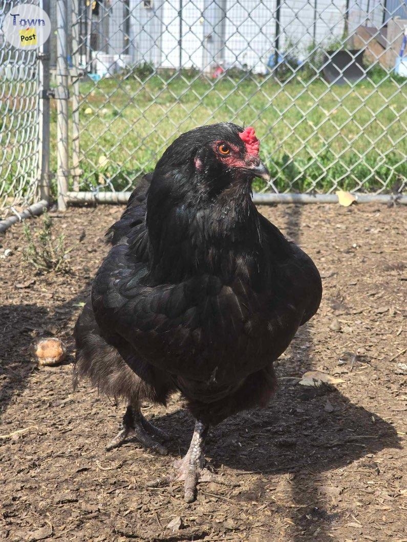 Laying Hens - 4 - 1079326-1725208848_2