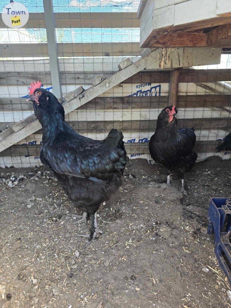 Laying Hens - 5 - 1079326-1725208848_3