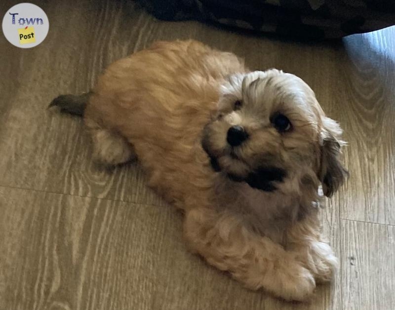 Havanese male puppies - 3 - 1079335-1725210157_1