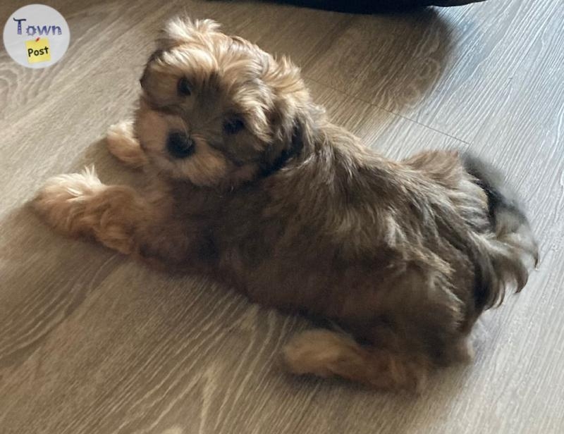 Havanese male puppies - 6 - 1079335-1725210157_4