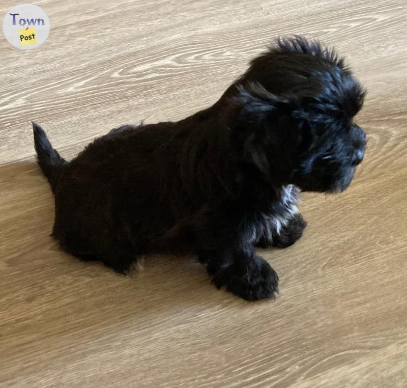 Havanese male puppies - 8 - 1079335-1725210157_6