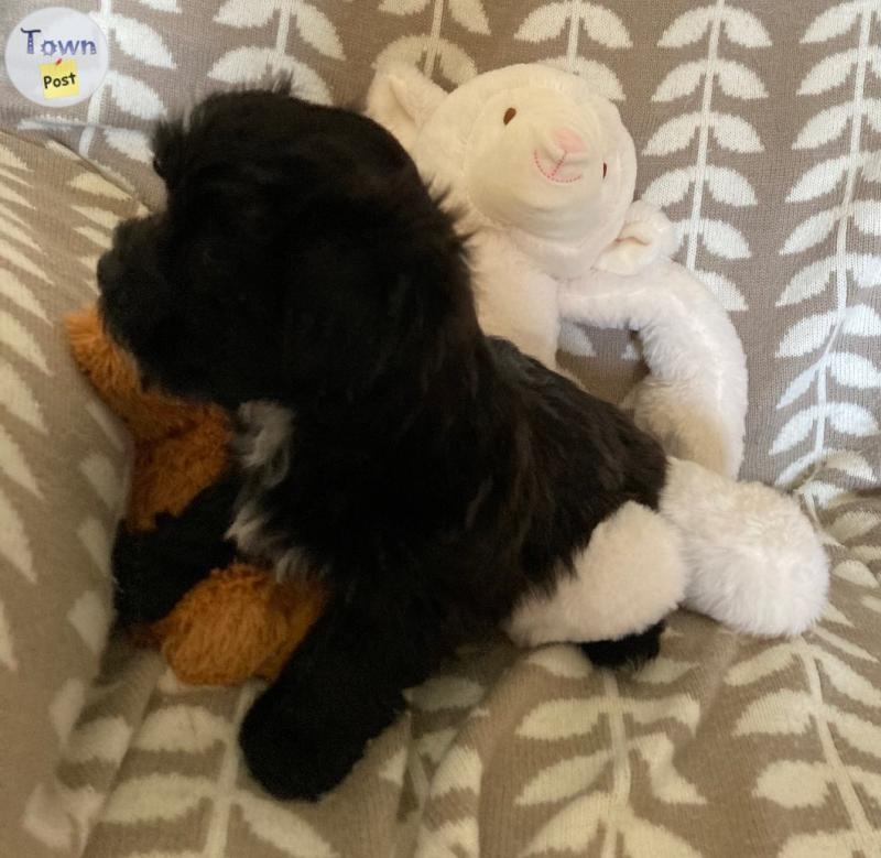 Havanese male puppies - 9 - 1079335-1725210157_7