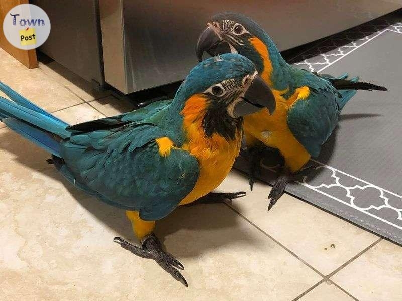 Blue and Gold Macaw Parrots - 1 - 1079970-1727437886