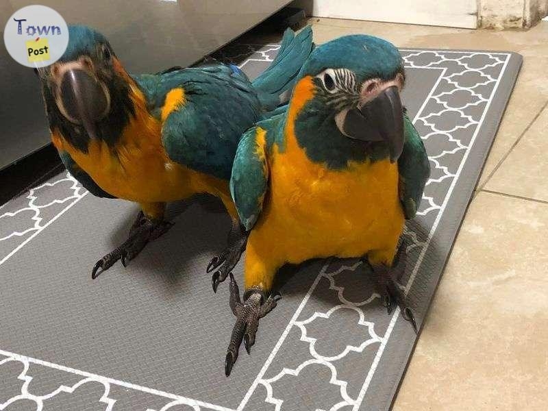 Blue and Gold Macaw Parrots - 2 - 1079970-1727437886_0