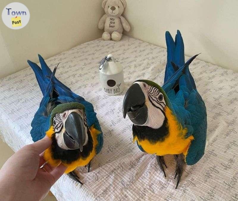 Blue and Gold Macaw Parrots - 3 - 1079970-1727437886_1