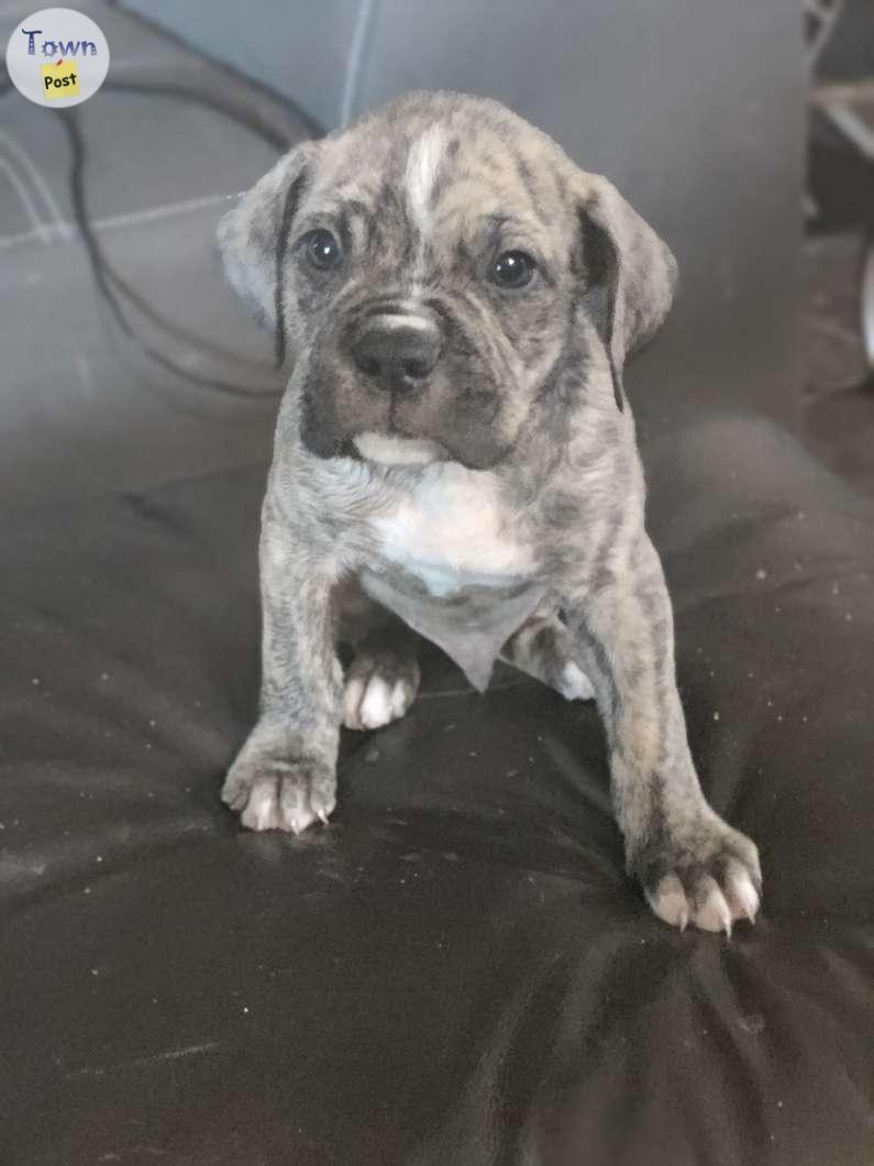 Mastiff/pitbull puppy - 1 - 1080499-1725486418