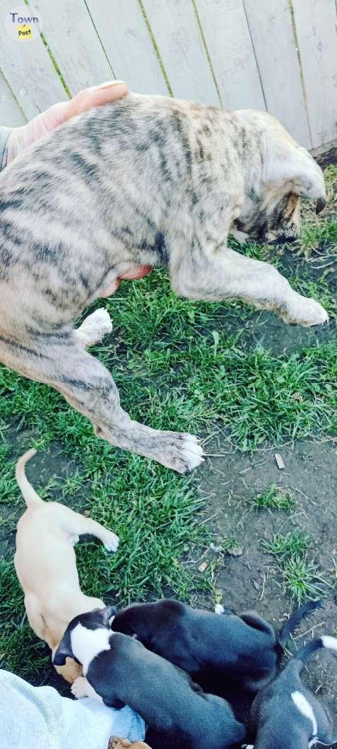 Mastiff/pitbull puppy - 4 - 1080499-1725486418_6