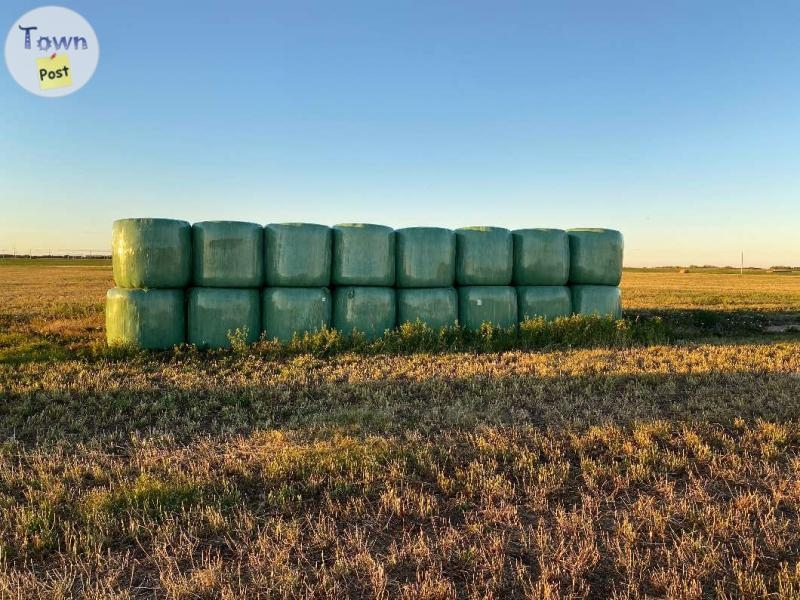 Hay For Sale - 3 - 1081600-1725773301_1