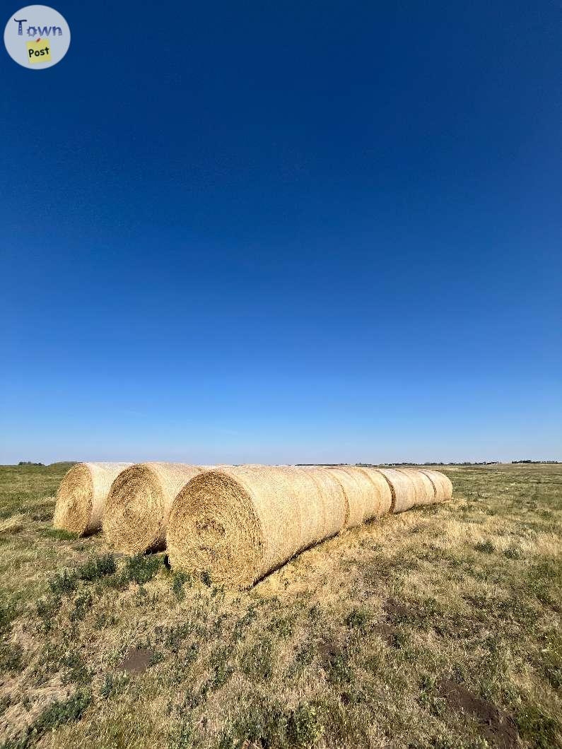 Hay For Sale - 1 - 1081601-1725773376