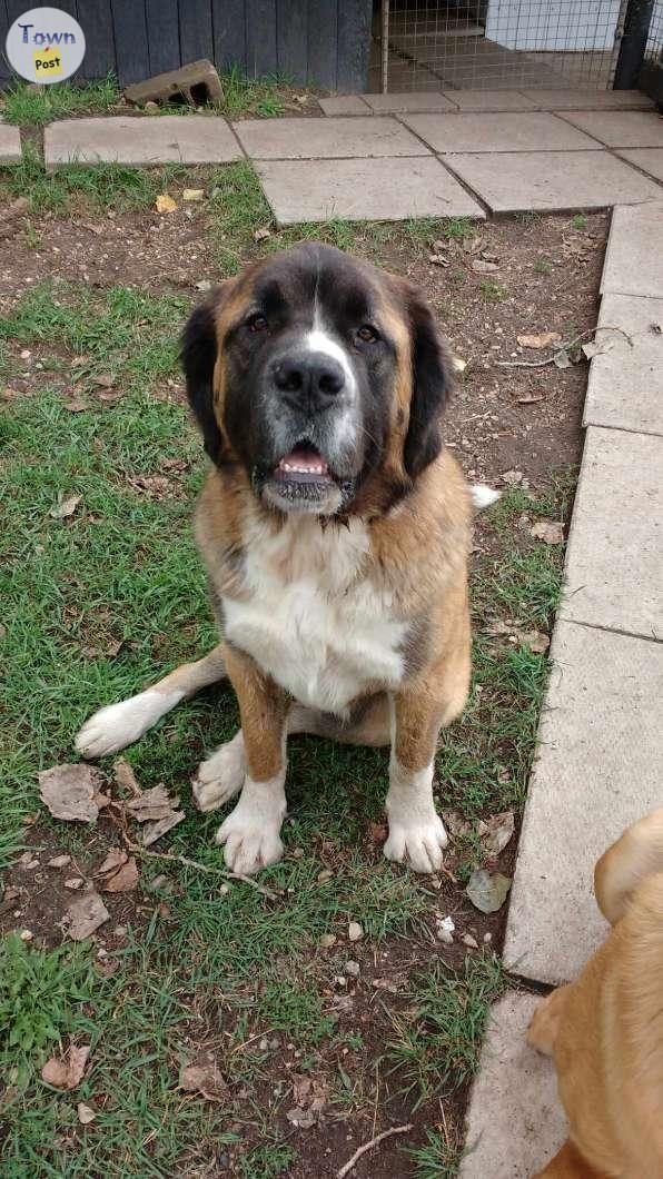 St Bernard Mastiff in need of good home - 1 - 1082104-1725901983