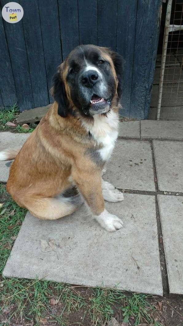 St Bernard Mastiff in need of good home - 2 - 1082104-1725901983_0