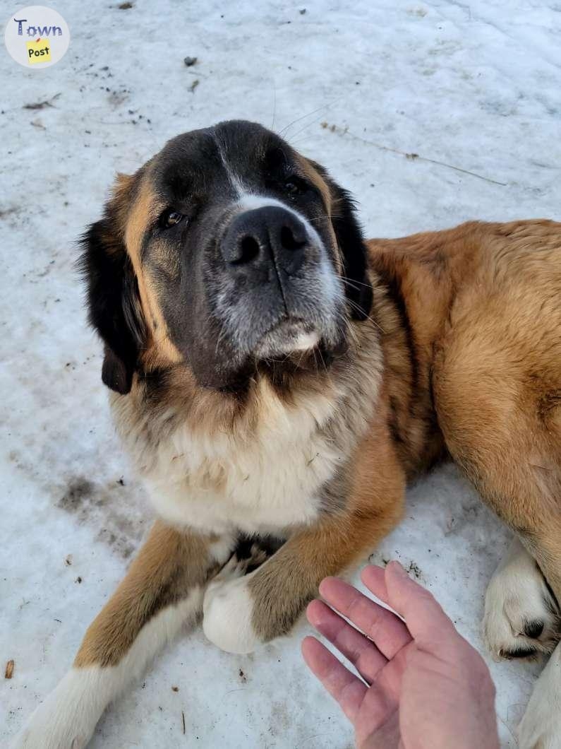 St Bernard Mastiff in need of good home - 3 - 1082104-1725901983_1