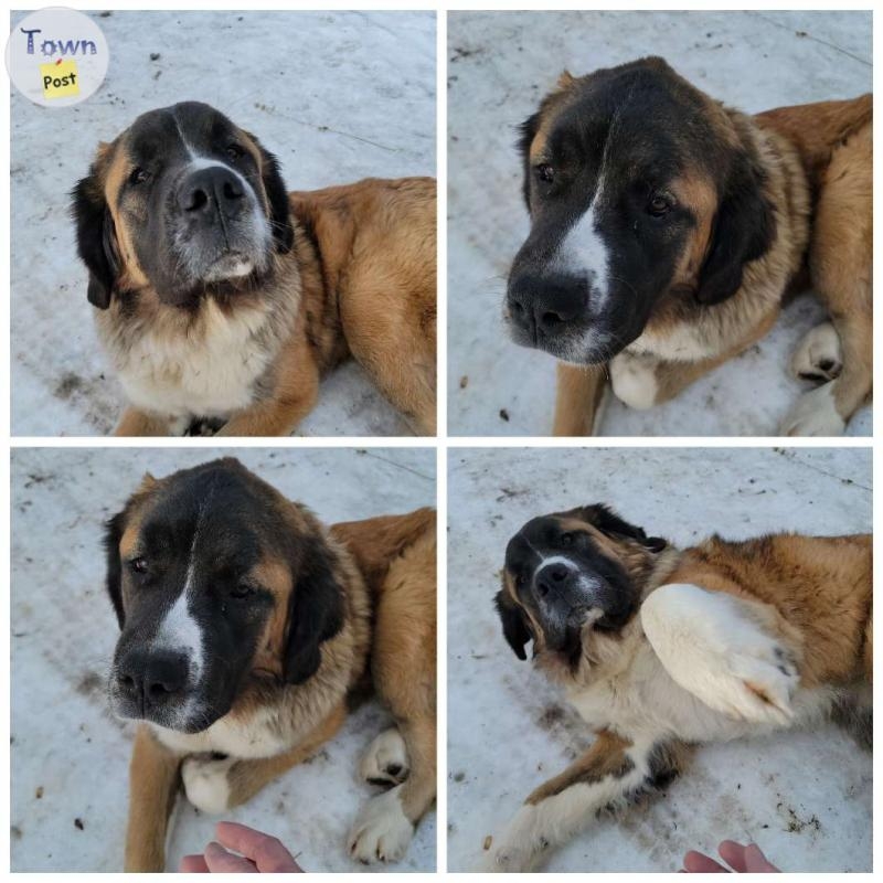 St Bernard Mastiff in need of good home - 4 - 1082104-1725901983_2