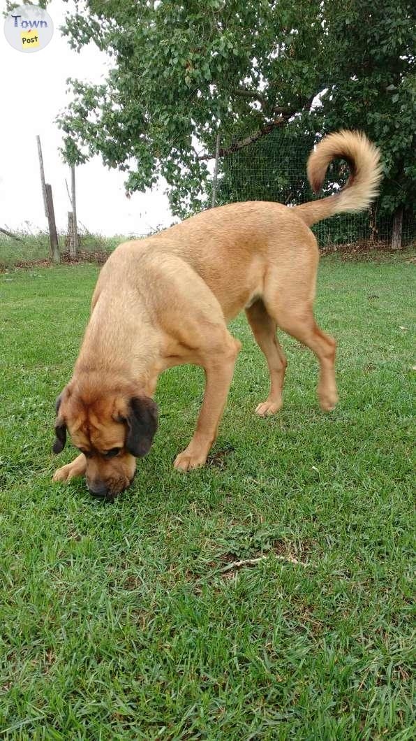 Lab Mastiff in need of good home - 2 - 1082107-1725902195_0