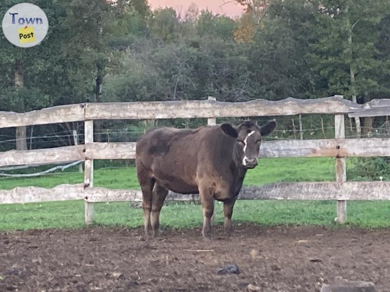 Lowline / angus cross heifer for sale - 1 - 1082300-1725933802