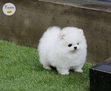 Pomeranian Puppies - 1 - 1082610-1726014047