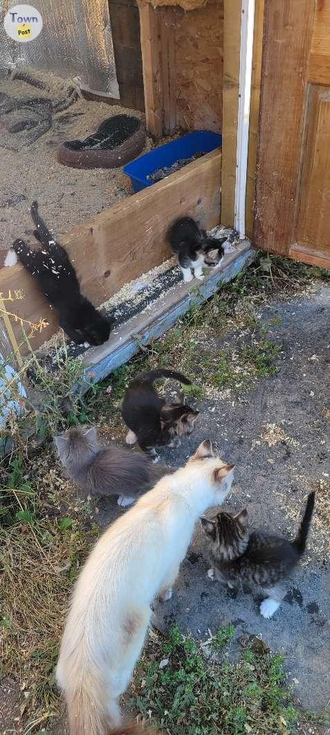 Farm Kittens - 1 - 1082774-1726069081