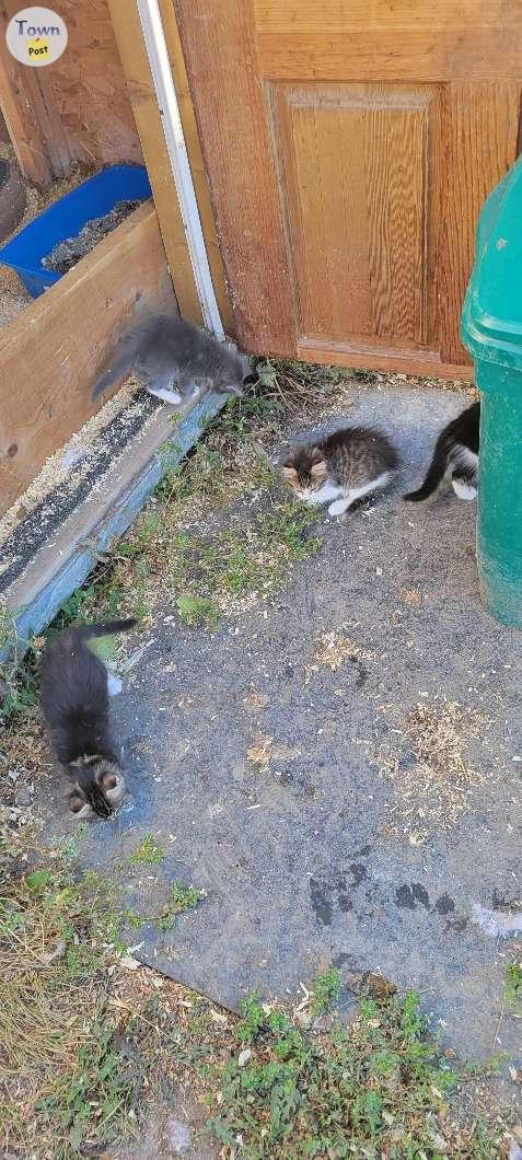 Farm Kittens - 4 - 1082774-1726069081_2