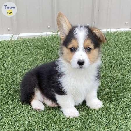 Pembroke Welsh Corgi puppies ready now - 1 - 1083867-1726381754