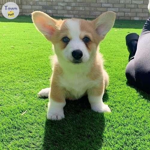 Pembroke Welsh Corgi puppies ready now - 2 - 1083867-1726381754_0