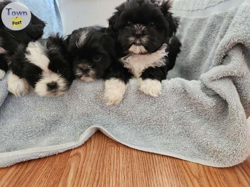 Shih tzu puppies for sale  - 2 - 1084976-1726611367_0