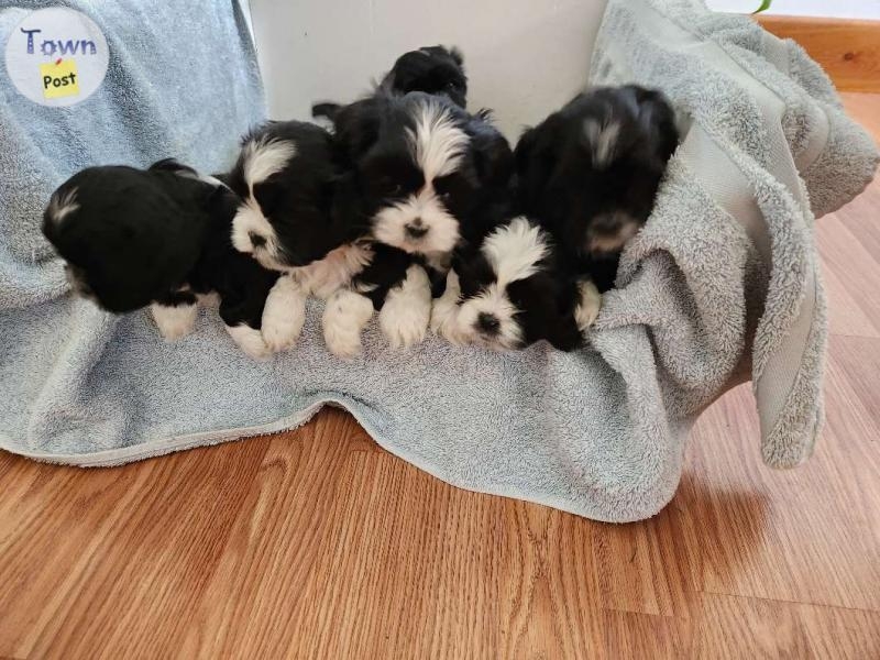 Shih tzu puppies for sale  - 3 - 1084976-1726611367_1