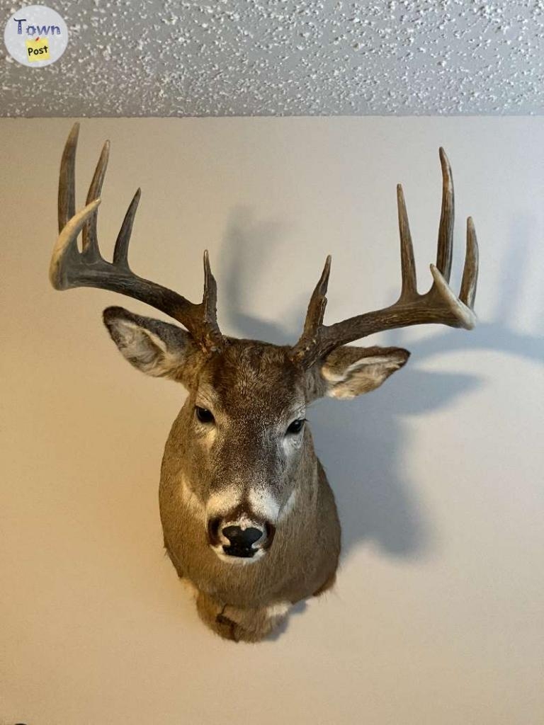 White Tail Deer Mount - 1 - 1085764-1726854492