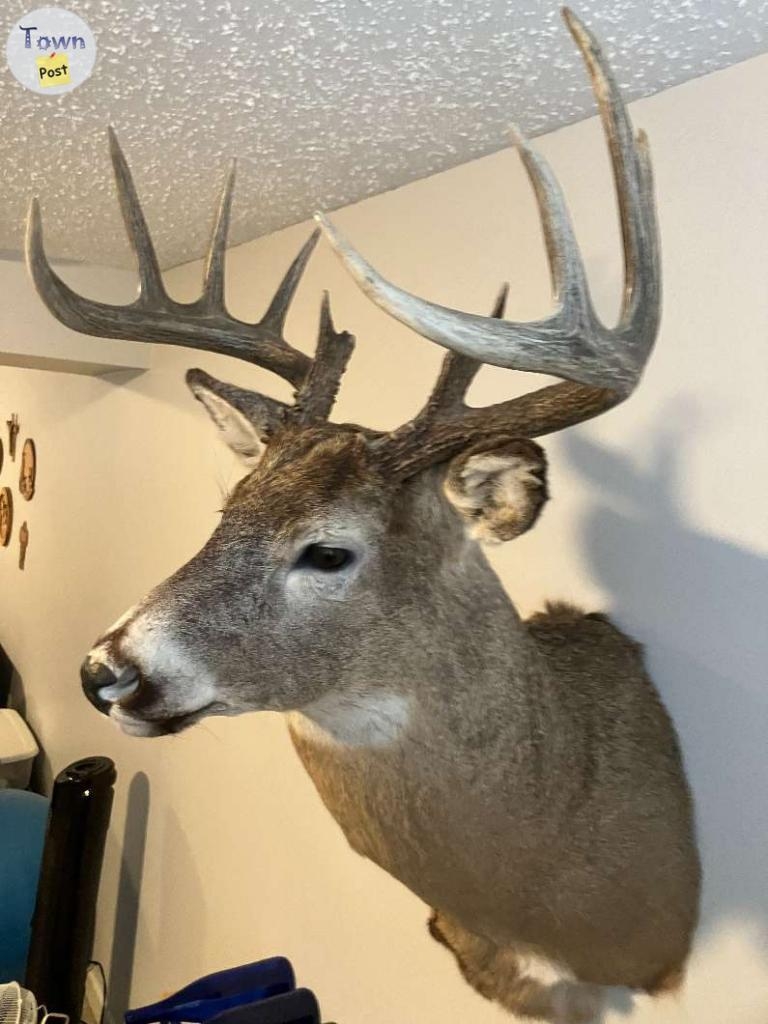 White Tail Deer Mount - 2 - 1085764-1726854492_0