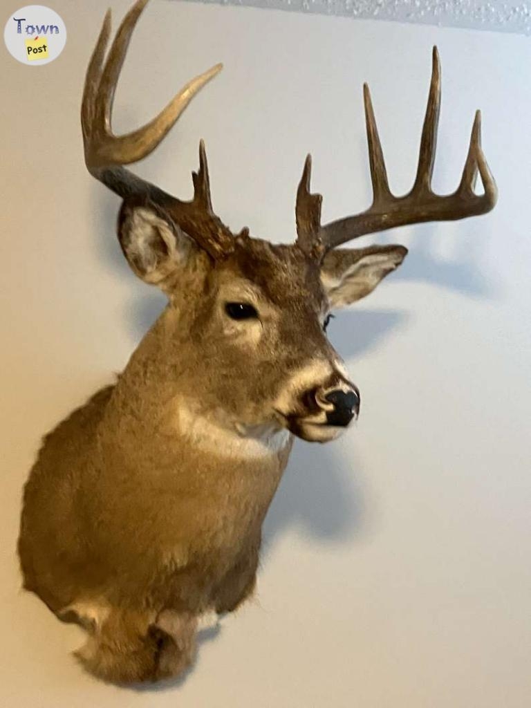 White Tail Deer Mount - 3 - 1085764-1726854492_1